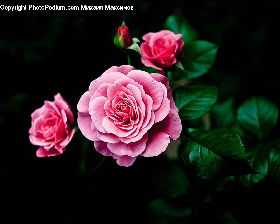 Blossom, Flower, Plant, Rose, Flora, Carnation, Petal