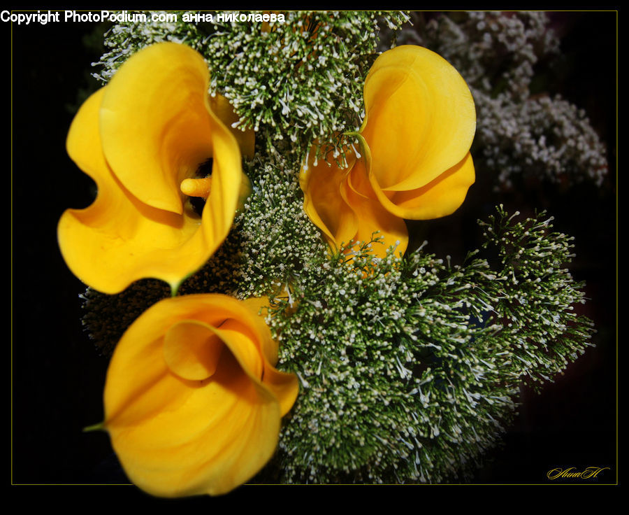 People, Person, Human, Flower, Flower Arrangement, Flower Bouquet, Blossom