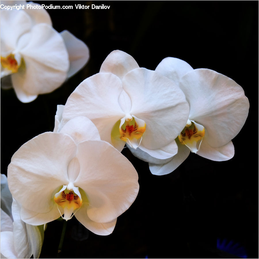Blossom, Flora, Flower, Orchid, Plant, Gladiolus, Daffodil