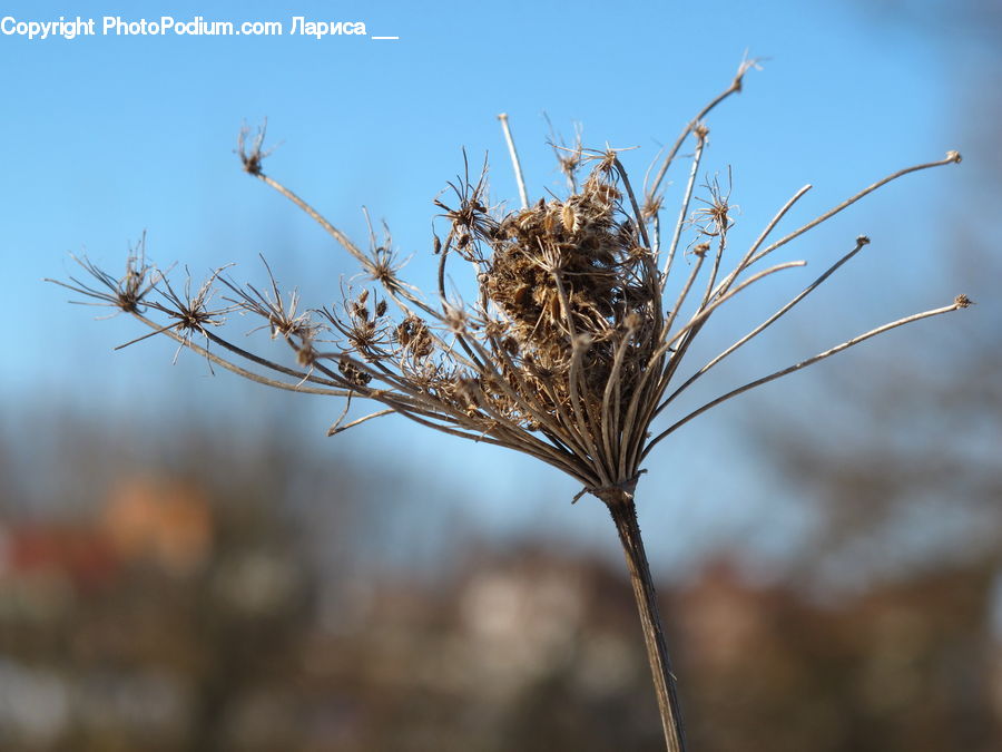 Plant, Weed, Nest, Bird Nest, Fiber, Flax, Flora