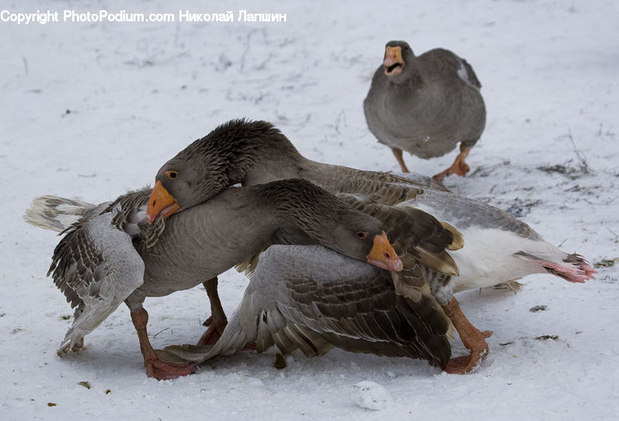 Bird, Partridge, Beak, Goose, Waterfowl, Duck, Teal