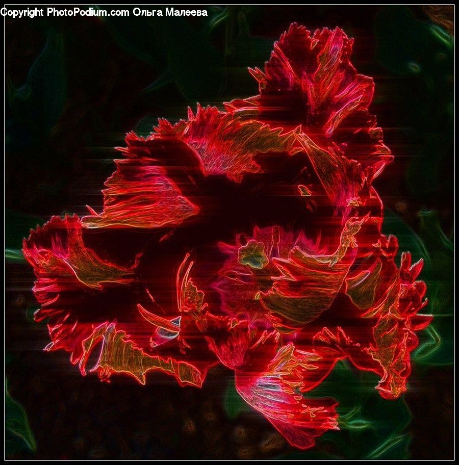 Art, Blossom, Flora, Flower, Plant, Carnation, Gladiolus