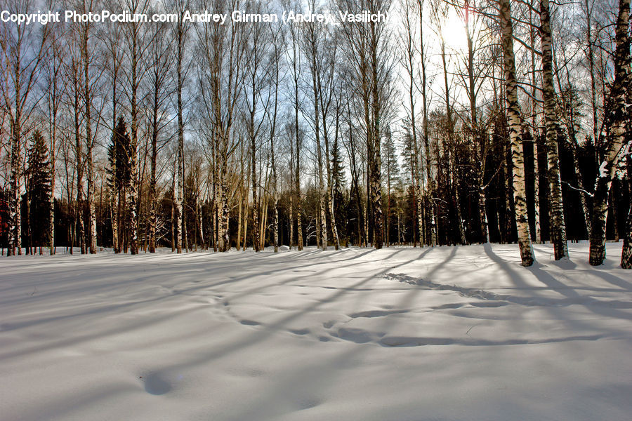 Birch, Tree, Wood, Landscape, Nature, Scenery, Forest