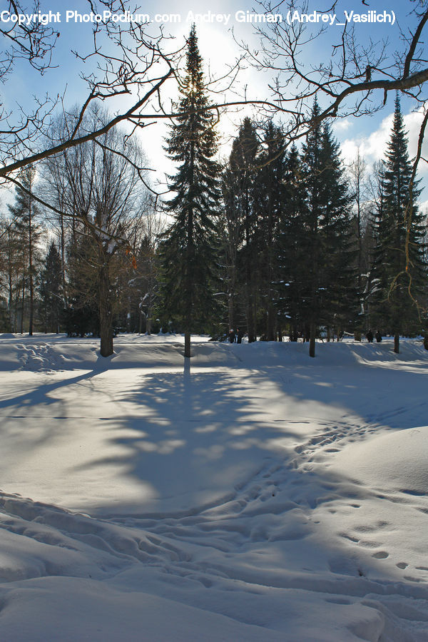 Conifer, Fir, Plant, Tree, Ice, Outdoors, Snow