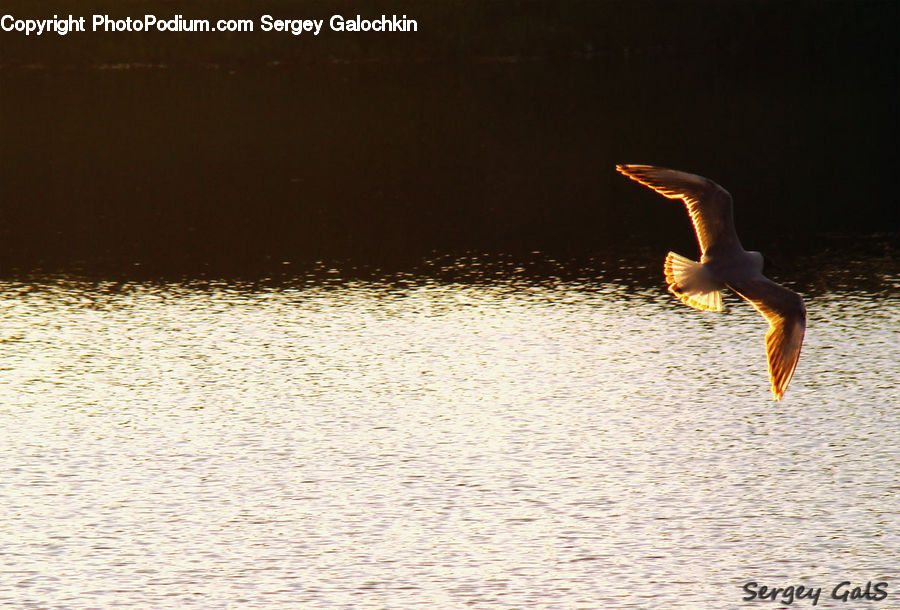 Bird, Seagull, Booby, Beak, Kite Bird, Pelican