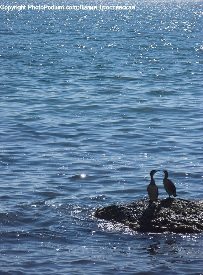 Bird, Cormorant, Waterfowl, Goose, Ocean, Outdoors, Sea