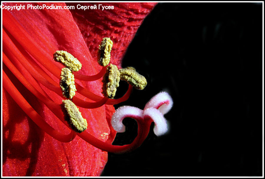 Amaryllis, Flower, Plant, Flora, Pollen, Glitter, Light