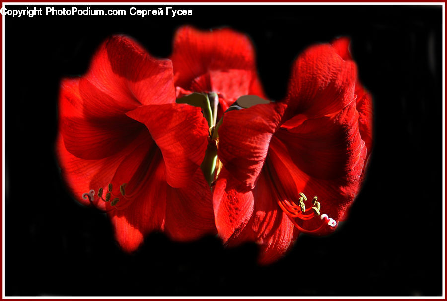 People, Person, Human, Flora, Flower, Gladiolus, Plant