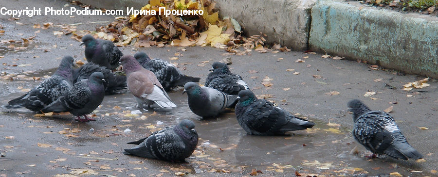 Bird, Pigeon, Dove