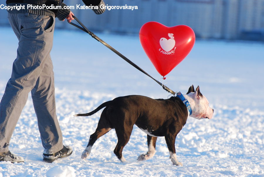 People, Person, Human, Ball, Balloon, Leash, Strap