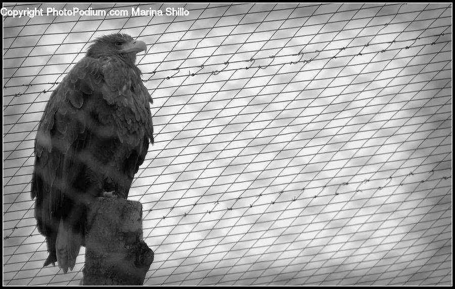 Bird, Pigeon, Animal, Zoo, Accipiter, Art, Gargoyle