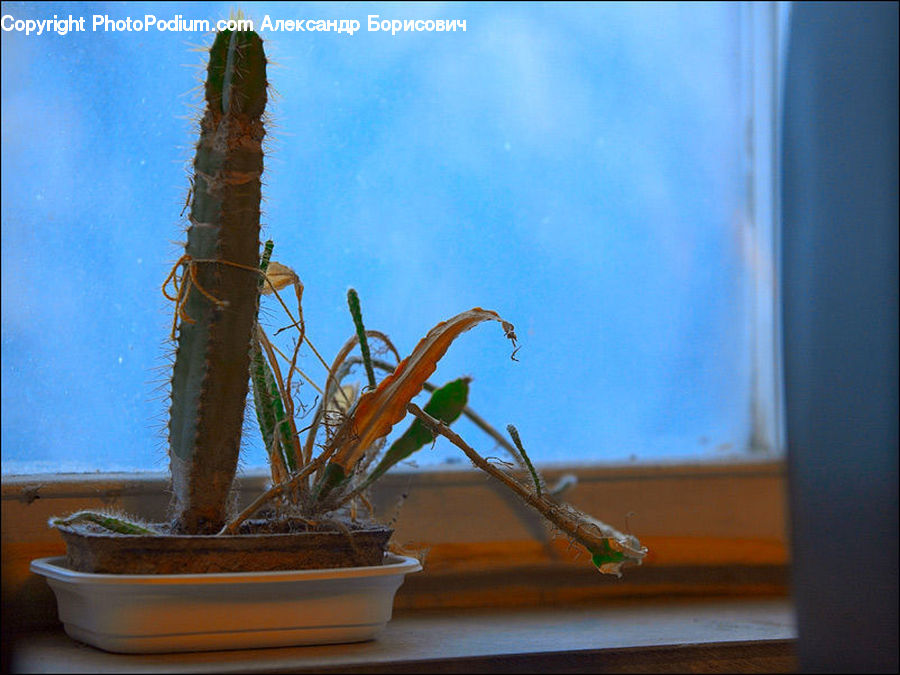 Bonsai, Plant, Potted Plant, Tree, Iguana, Lizard, Reptile