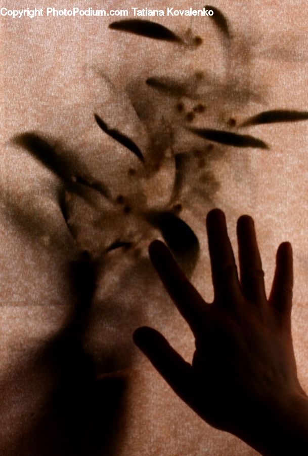 Finger, Hand