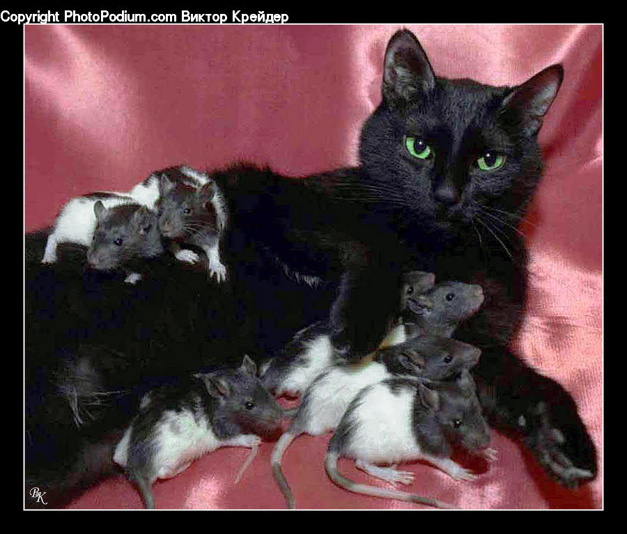 Animal, Mammal, Rat, Rodent, Cat, Kitten, Pet