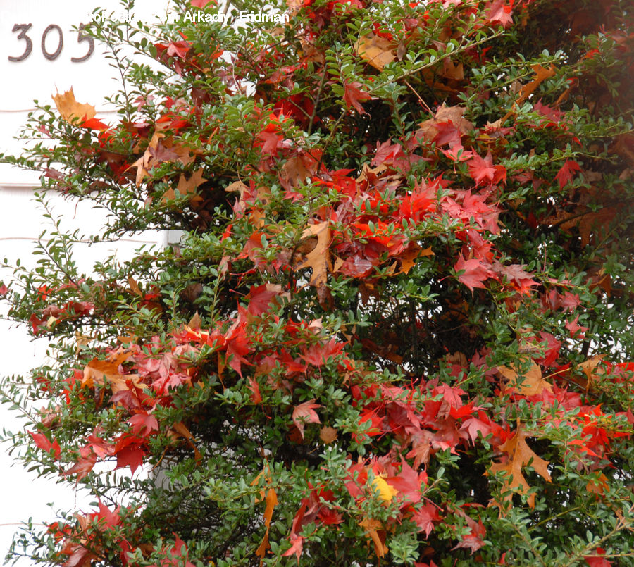 Blossom, Flora, Flower, Geranium, Plant, Tree, Bush