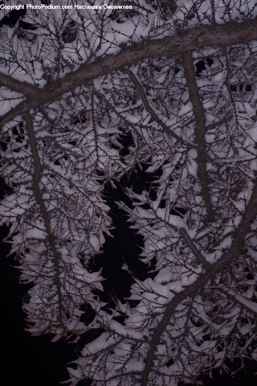 Frost, Ice, Outdoors, Snow, Conifer, Fir, Plant