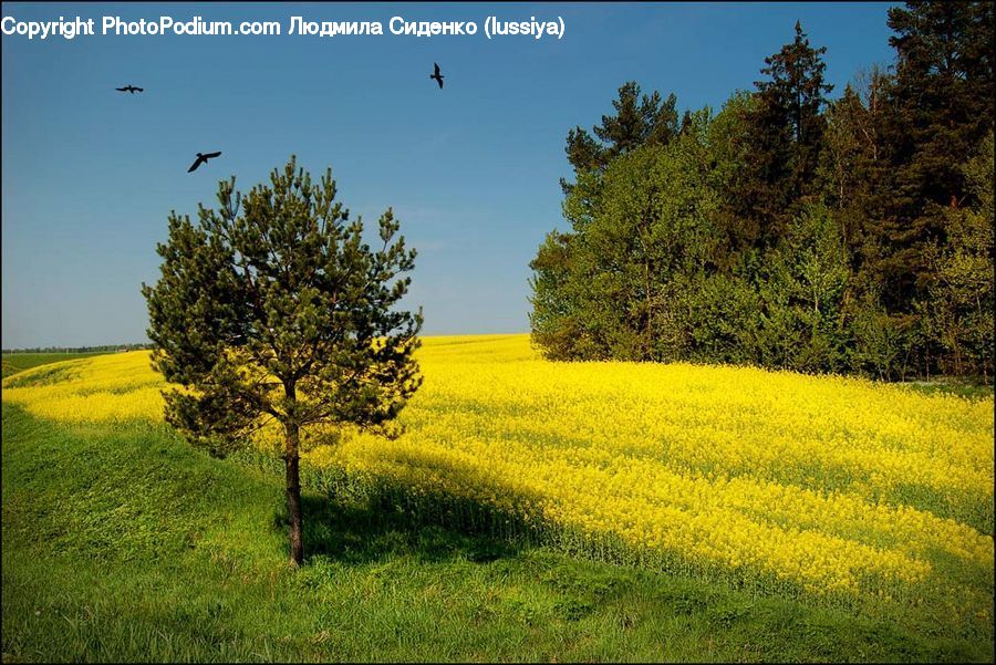 Field, Grass, Grassland, Land, Outdoors, Meadow, Pasture