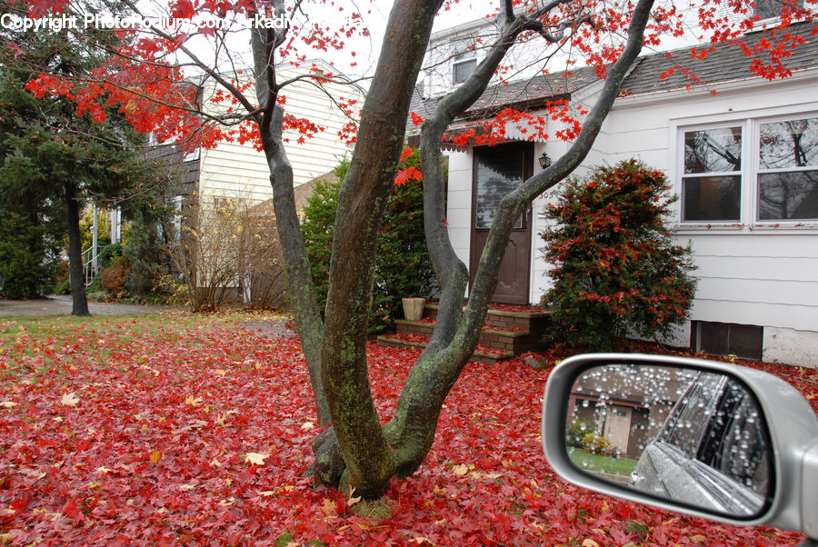 Car Mirror, Mirror, Coat Rack, Maple, Tree, Wood, Automobile