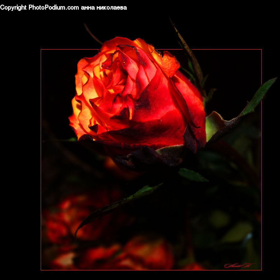 People, Person, Human, Blossom, Flower, Plant, Rose