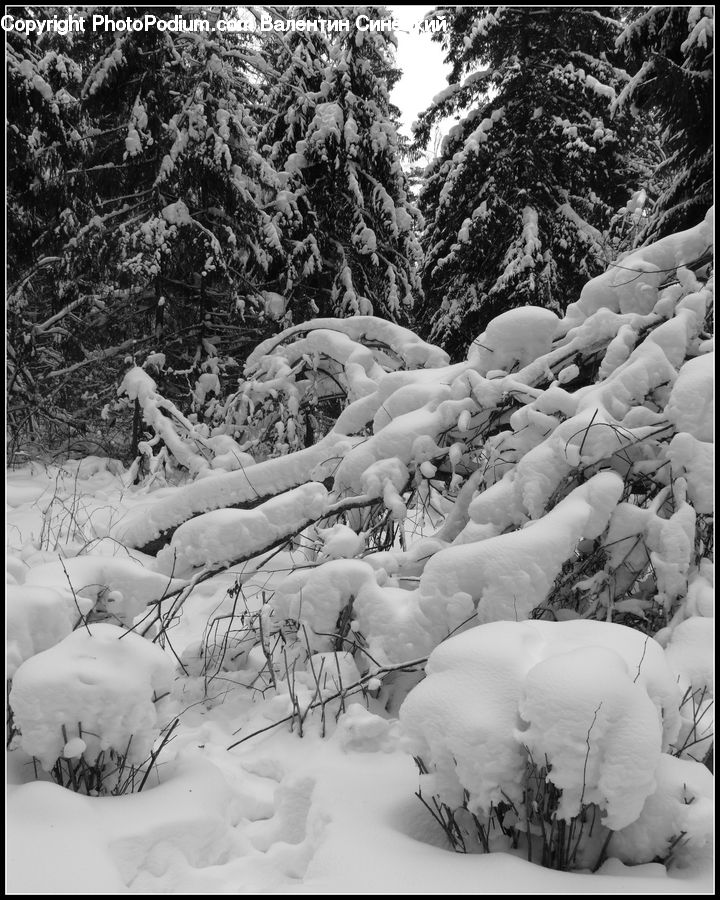 People, Person, Human, Ice, Outdoors, Snow, Forest