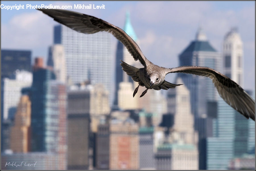 Bird, Seagull, Booby, Buzzard, Harrier, Hawk, Vulture