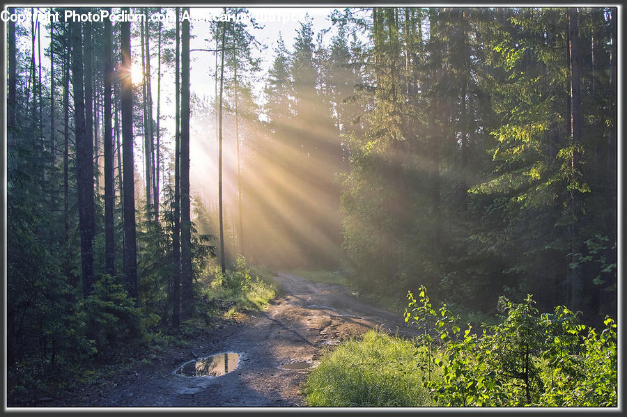 Forest, Vegetation, Flare, Light, Sunlight, Fir, Redwood