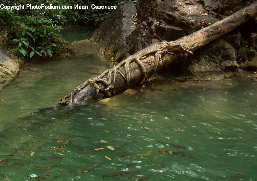 Forest, Jungle, Rainforest, Vegetation, Outdoors, Pond, Water