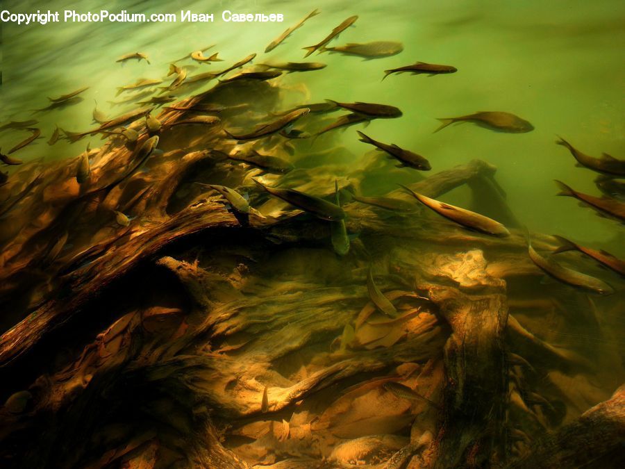 Field, Grass, Grassland, Plant, Seaweed, Moss, Algae