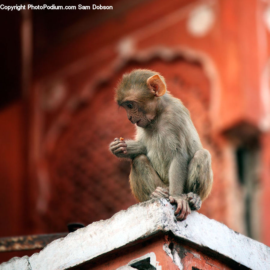 Animal, Mammal, Monkey