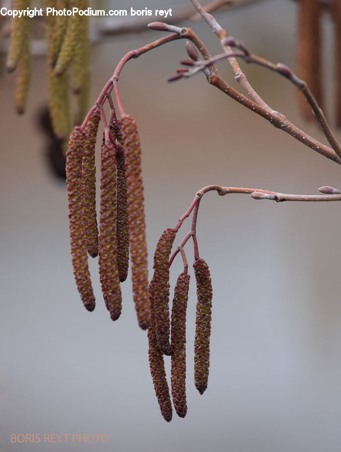 Cactus, Plant, Conifer, Fir, Pine, Spruce, Wood
