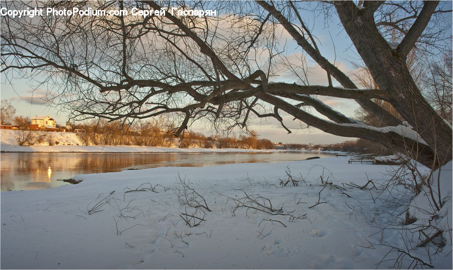 Flood, Plant, Tree, Landscape, Nature, Scenery, Birch