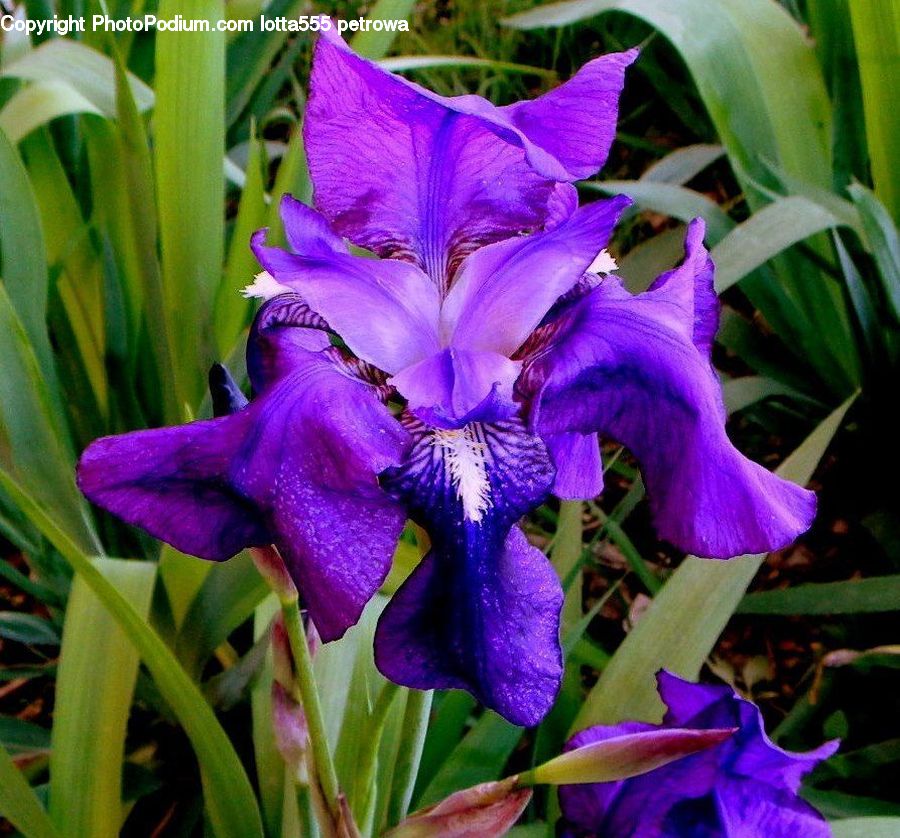 Flora, Flower, Iris, Plant, Gladiolus, Potted Plant, Blossom
