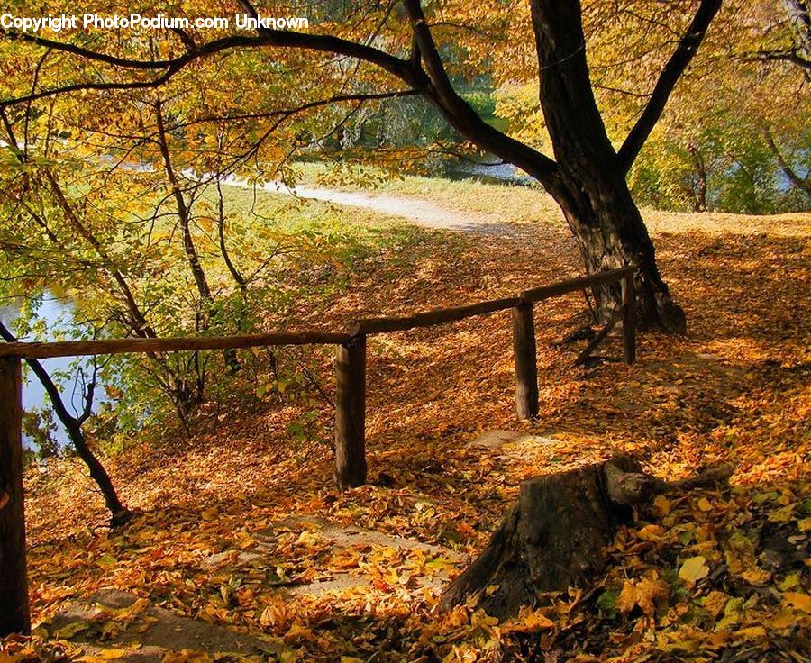 Bench, Plant, Tree, Forest, Grove, Land, Oak