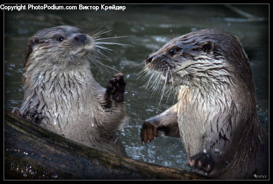 Animal, Mammal, Otter