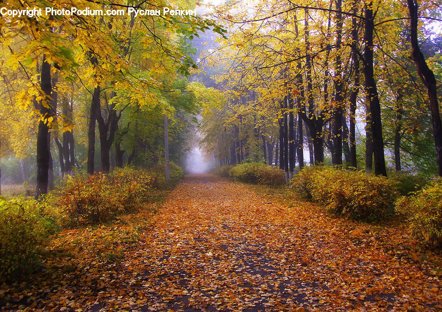 Dirt Road, Gravel, Road, Path, Walkway, Forest, Vegetation