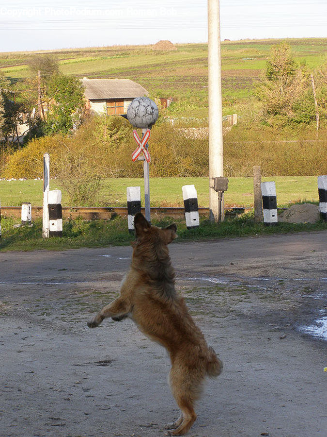 Animal, Canine, Dog, German Shepherd, Mammal, Pet, Collie