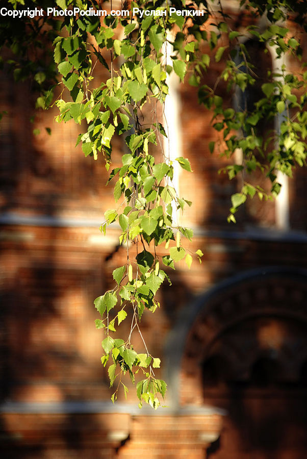 Ivy, Plant, Vine, People, Person, Human, Bonsai