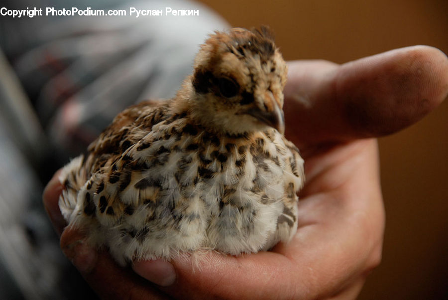 Bird, Quail, Beak, Finch, Dove, Pigeon