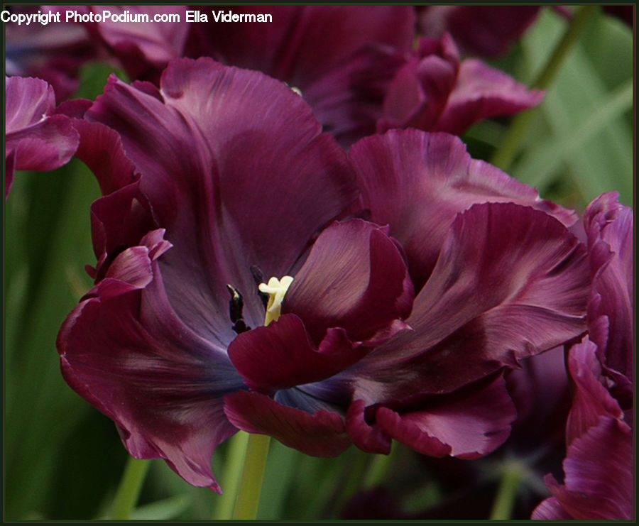 Flora, Flower, Gladiolus, Plant, Blossom, Geranium