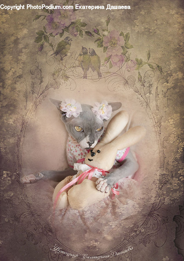 Bling, Animal, Cat, Pet, Siamese, Abyssinian, Mammal