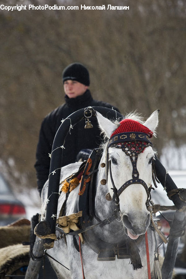 Animal, Horse, Mammal, People, Person, Human, Equestrian