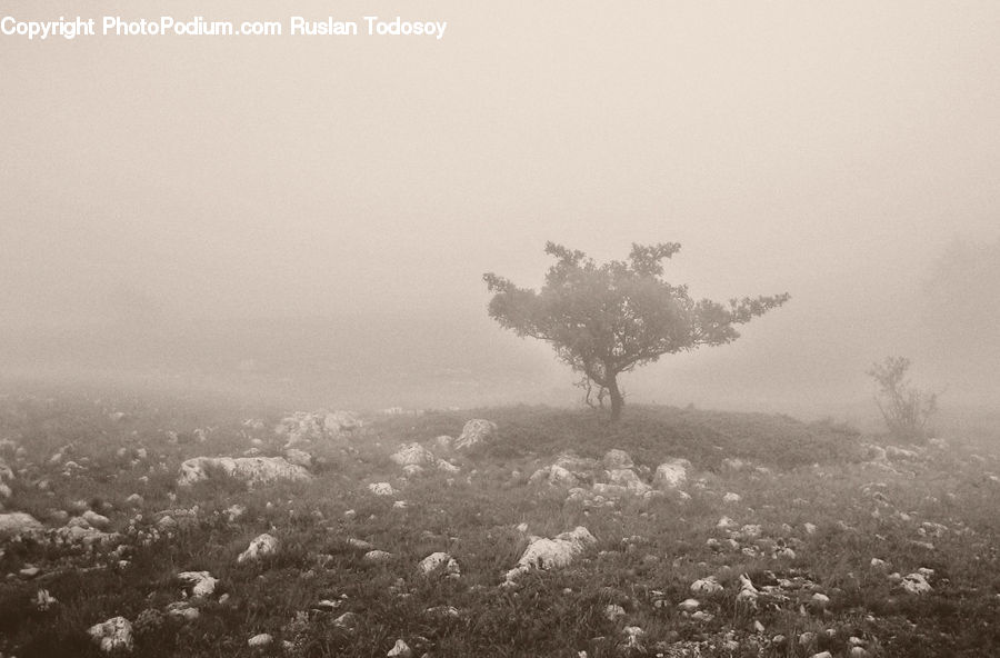 Fog, Pollution, Smog, Smoke, Bush, Plant, Vegetation