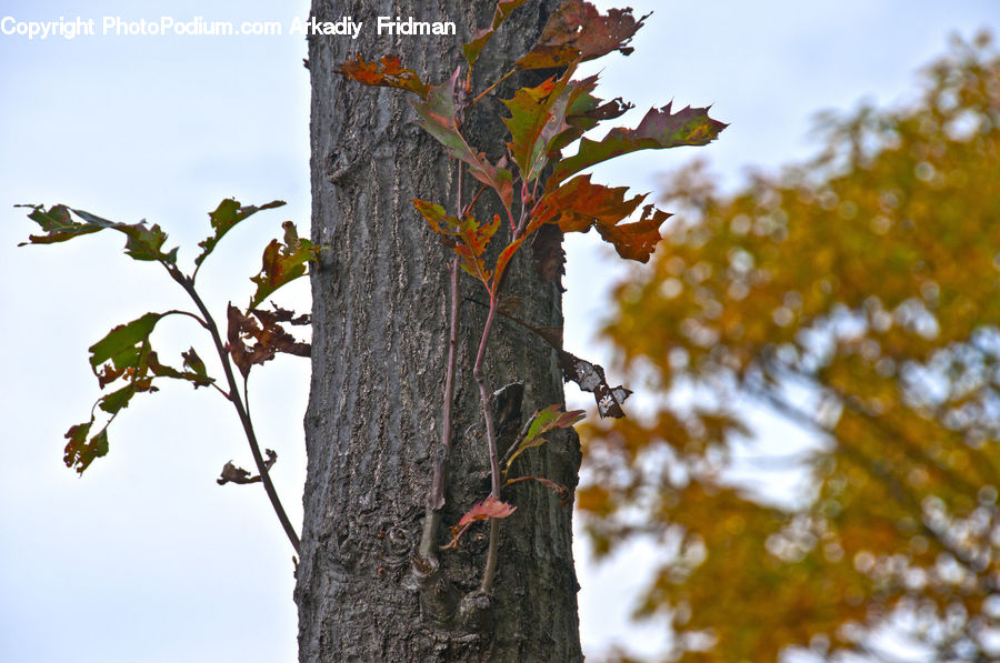 Bird, Flicker Bird, Woodpecker, Birch, Tree, Wood, Oak