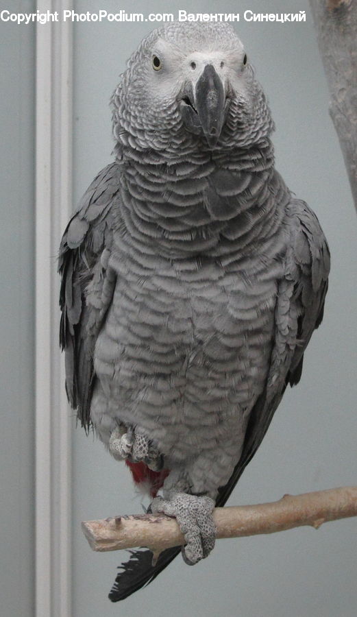 African Grey Parrot, Bird, Parrot, Head, Portrait, Art, Modern Art