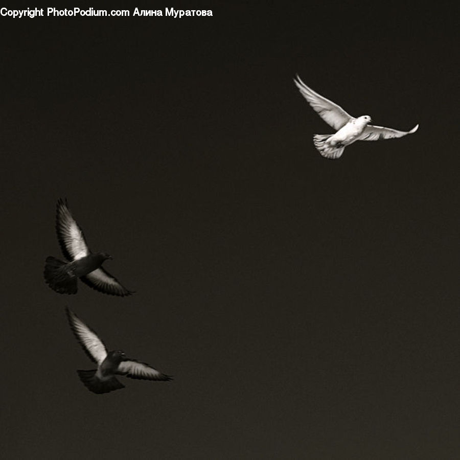Bird, Dove, Pigeon, Swallow, Kite Bird, Seagull, Booby