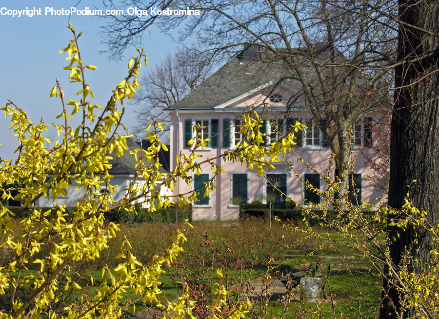 Building, Cottage, Housing, Plant, Vine, Potted Plant, Architecture