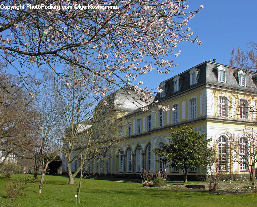 Campus, Architecture, Mansion, Field, Grass, Lawn, Apartment Building