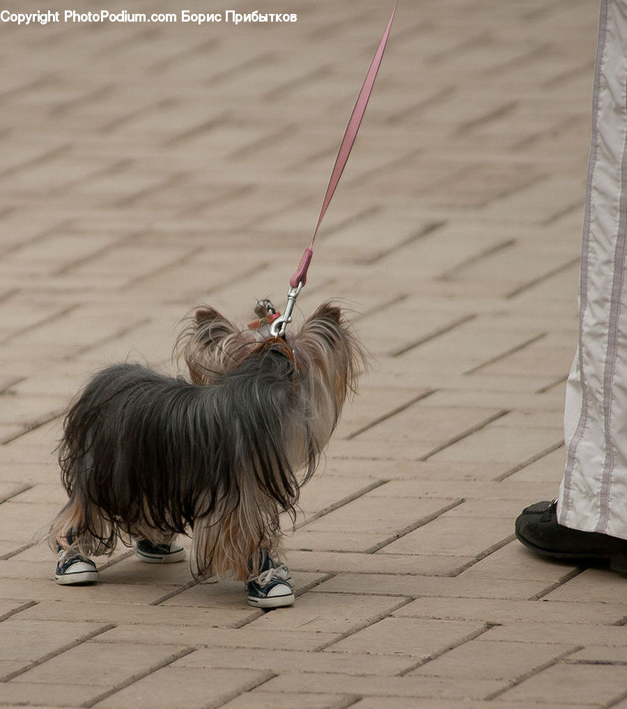 Leash, Strap, Footwear, Shoe, Animal, Canine, Collie