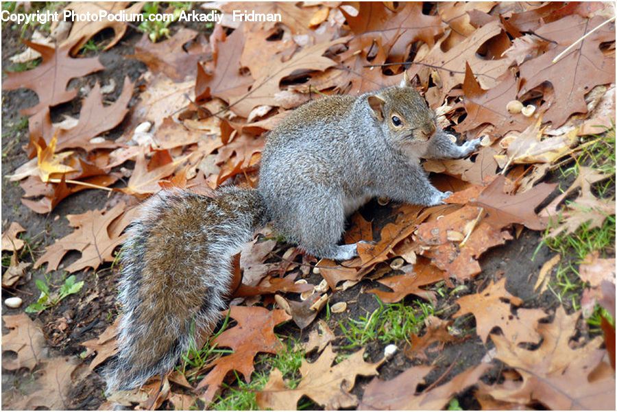 Animal, Mammal, Rodent, Squirrel, Agaric, Amanita, Fungus