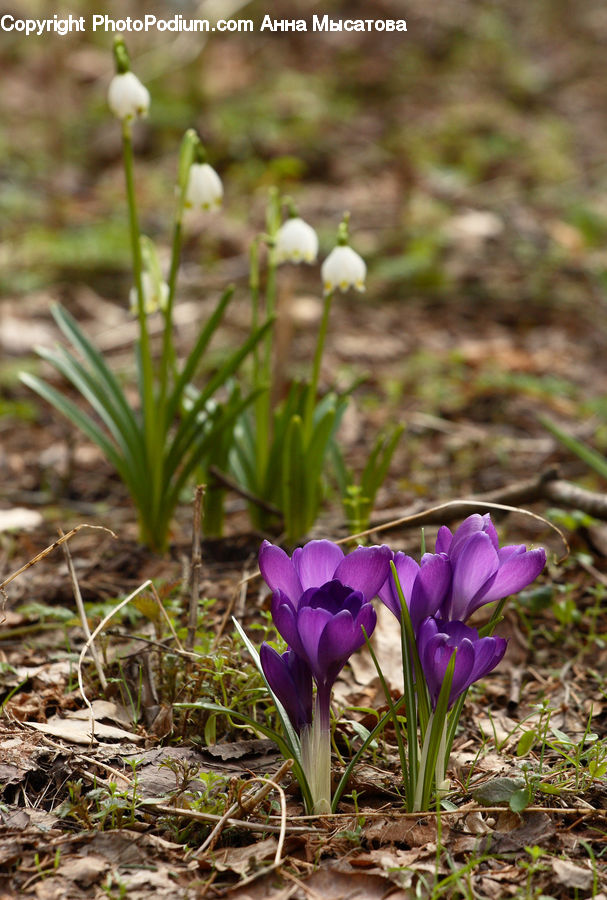 Blossom, Crocus, Flora, Flower, Plant, Soil, Field